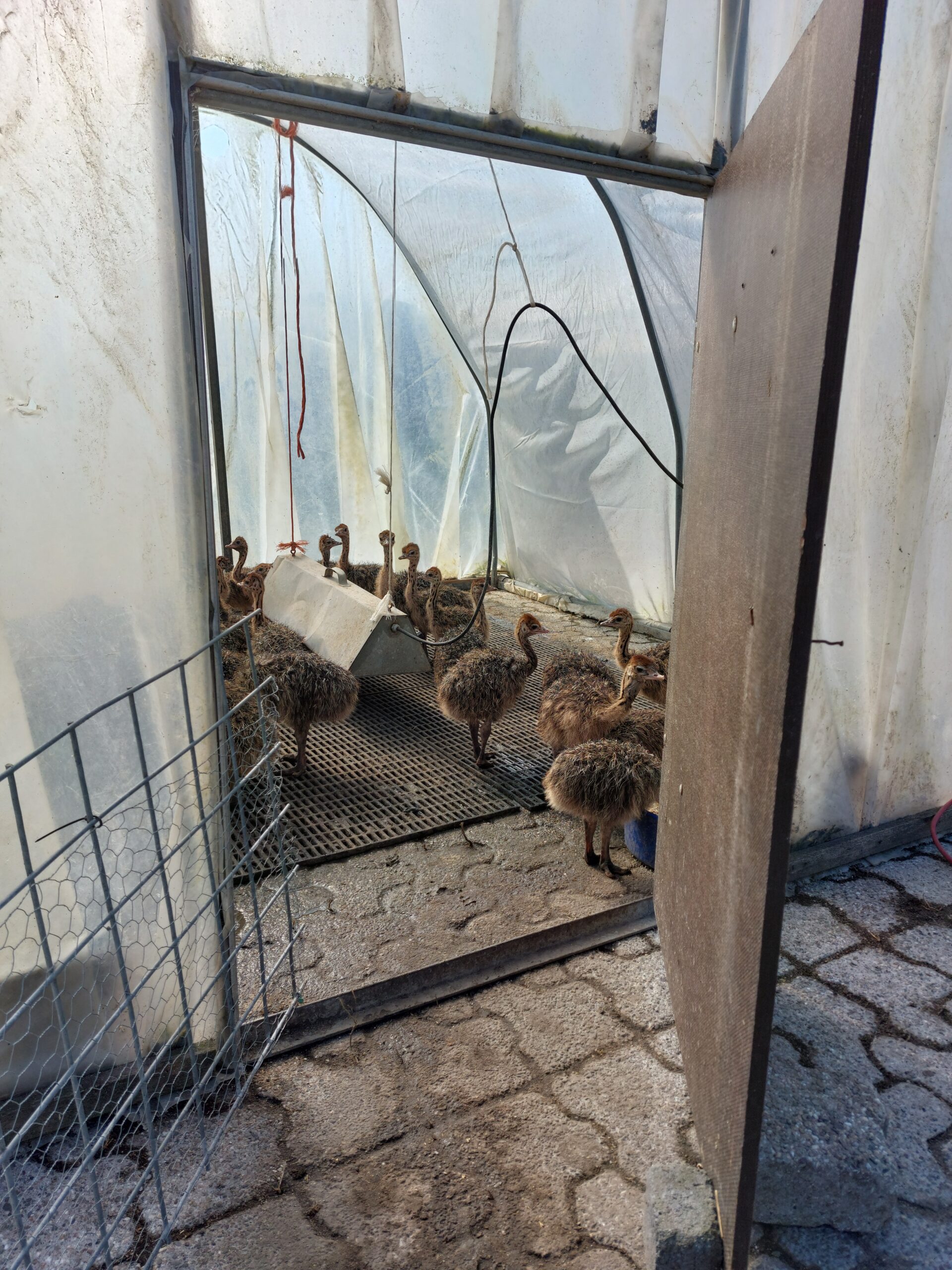 Straußenküken auf der Straußenfarm Jeuken