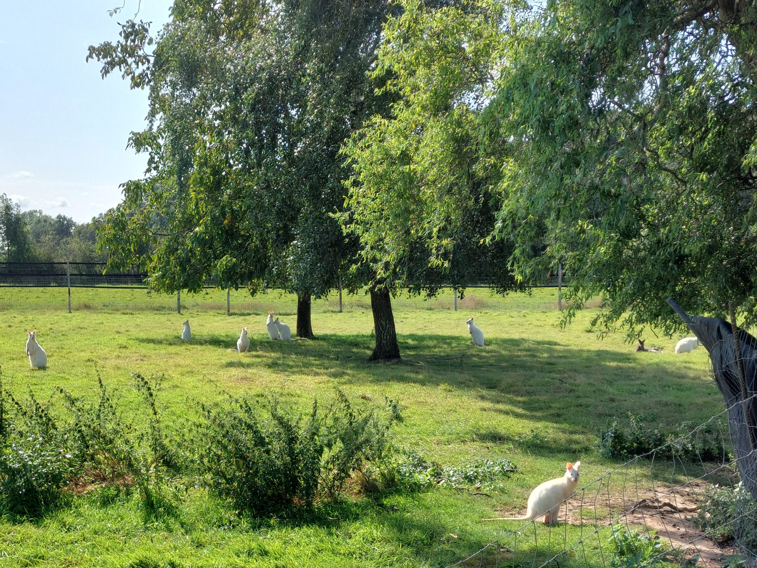 Weiße Kängurus auf der Straußenfarm Jeuken